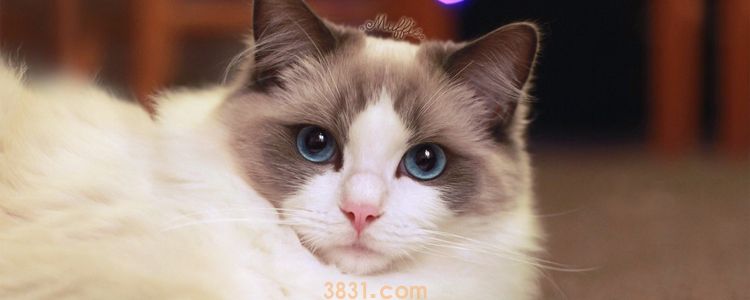 怎么样让猫减肥 斗智斗勇还得有点小心机(图1)