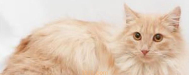 氯化钠注射液可以给猫咪输液吗 根据猫咪身体需求来吧!(图1)