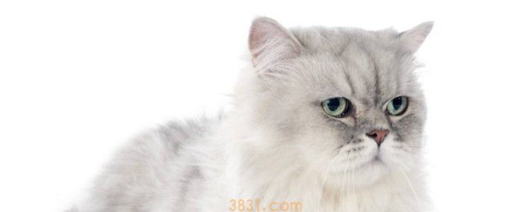 猫咪乳房皮下有个很大的硬块 乳腺问题不容小觑!(图1)