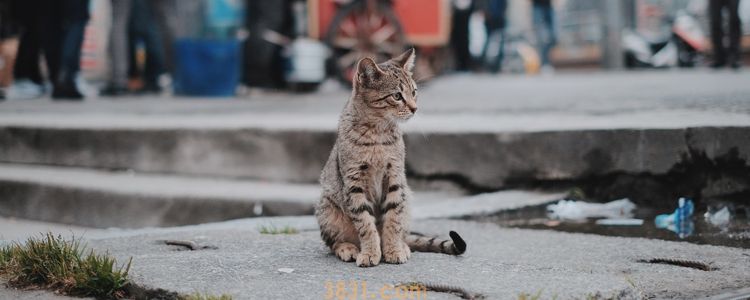猫为什么钻到发动机 这可能是它们认为最安全的地方了(图1)