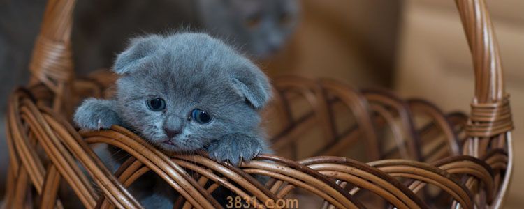猫为什么喜欢钻发动机?寒冬让它们无处可去(图1)