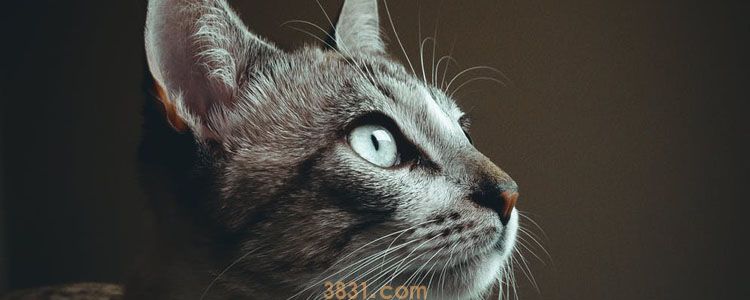 如何预防猫进发动机 安装防护板有用吗?(图1)