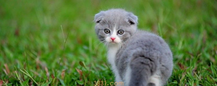 猫咪嘴巴周围流口水 流口水的可能你都知道吗?(图1)