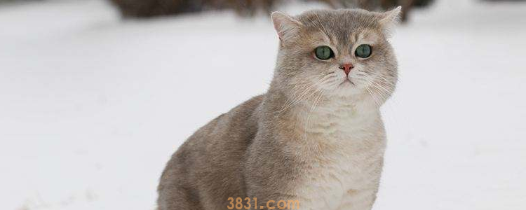 猫咪乳头红肿 知道是什么原因导致的嘛(图1)