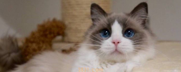 猫咪嘴里面有黑斑 多补充维生素吧!(图1)