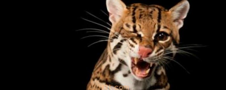 猫咪嘴边上长口疮 按照这两个方法试试吧!(图1)