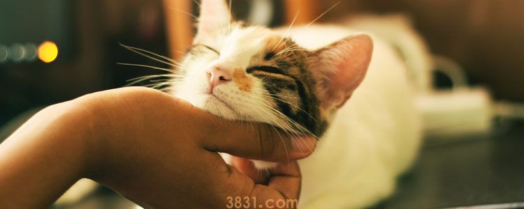 猫拉完屎后满屋子疯跑 是拉屎拉爽了吗?(图1)