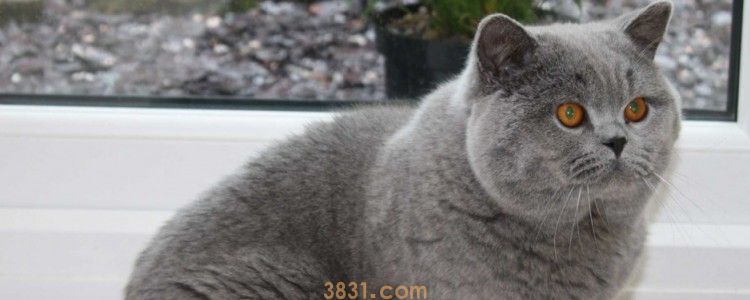 猫可以带上高铁吗 肯定是需要选择托运的!(图1)