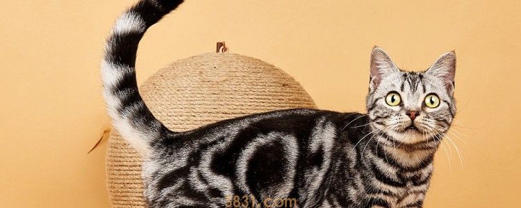猫咪尿不出来还呕吐 让猫咪多喝点水吧!(图1)