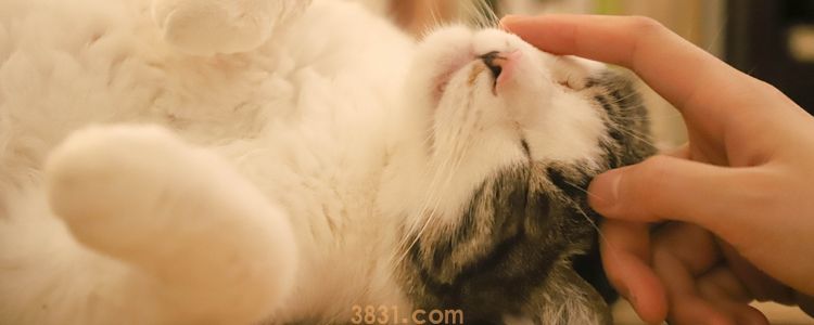 被小奶猫不小心划了手还用打针吗 正确认识狂犬病(图3)
