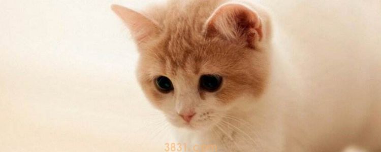被小奶猫抓伤渗了一点点血 如何处理伤口?(图1)