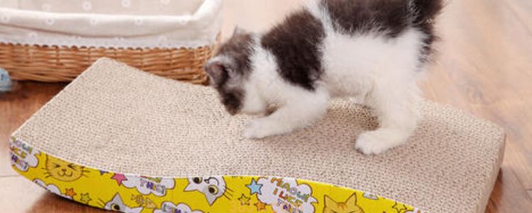 被小奶猫深深抓了一道子 你知道如何正确处理伤口吗(图3)