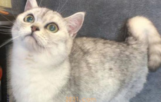 猫不听话可以打吗 这样会让猫猫更加怕你哦!(图1)