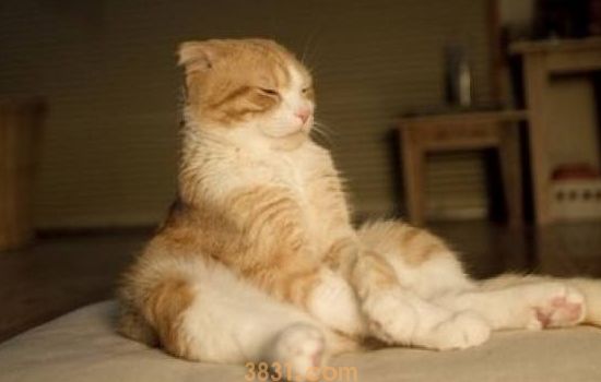 猫不听话可以打吗 这样会让猫猫更加怕你哦!(图2)