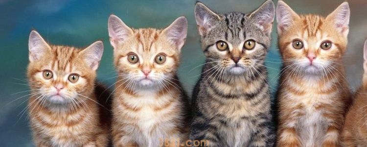 被小奶猫挠出血了要不要打针 正确认识不必恐慌(图1)