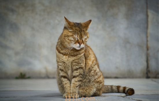 猫钻到发动机里面了怎么办 制造刺激性气味可以吗?(图1)
