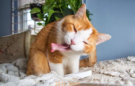猫钻到发动机那里了怎么办 千万别贸然发动!(图1)