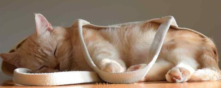 猫钻到发动机那里了怎么办 千万别贸然发动!(图2)
