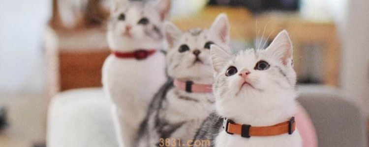 被小奶猫咬了一口 不需要打针!(图3)