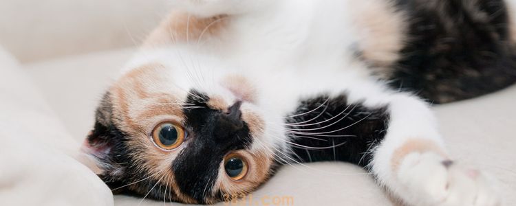 猫有静电怎么办 如何在冬天也能愉快撸猫?(图1)