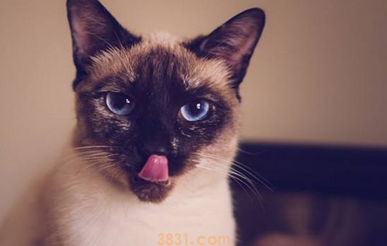 暹罗猫多大开始发情 发情的时候要多注意猫猫哦!(图2)