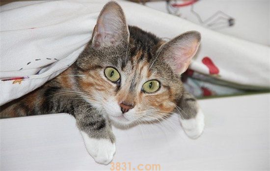 猫睡觉要盖被子吗(图1)