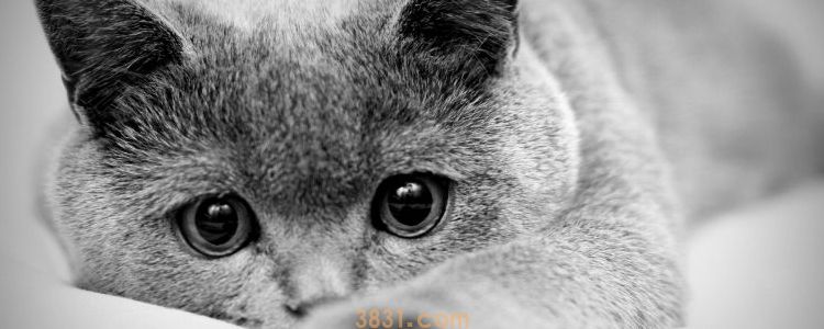 猫需要盖被子吗 低于15度就要盖被子了!(图1)