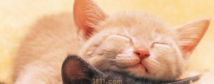 猫怕冷不 猫咪也可能被冻死?(图1)