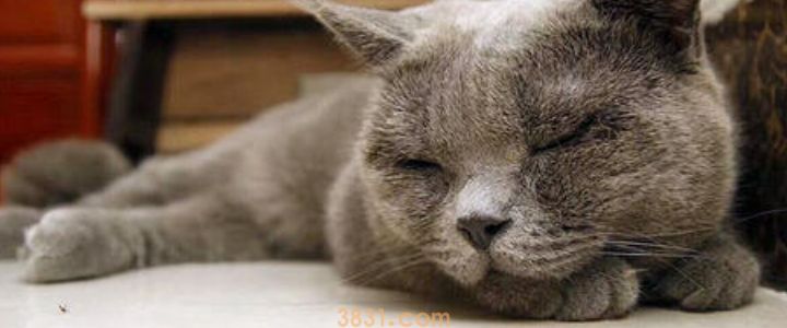 猫睡觉要睡多久 猫咪一天要睡多久算正常?(图1)