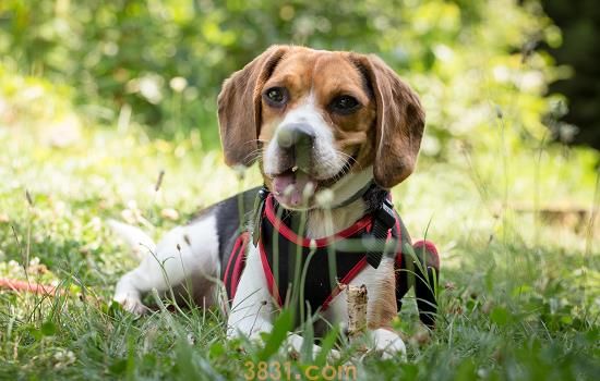 狗狗可以吃白水煮面条吗(图1)