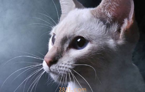 暹罗猫能吃猪肉吗 要注意喂的量哦!(图1)