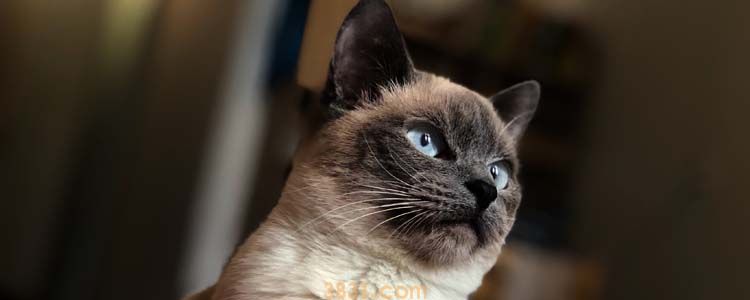 布偶猫冬天会变黑吗 如何预防变黑?(图1)