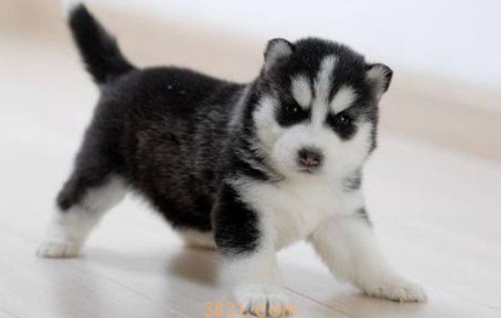 边牧和哈士奇一起养(图1)