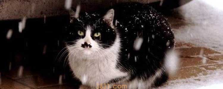 猫在冬天应该注意什么 如何让猫咪温暖度过冬季(图1)