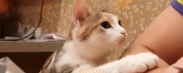 被小奶猫的爪子挠破碍事吗 不需要打针!(图3)