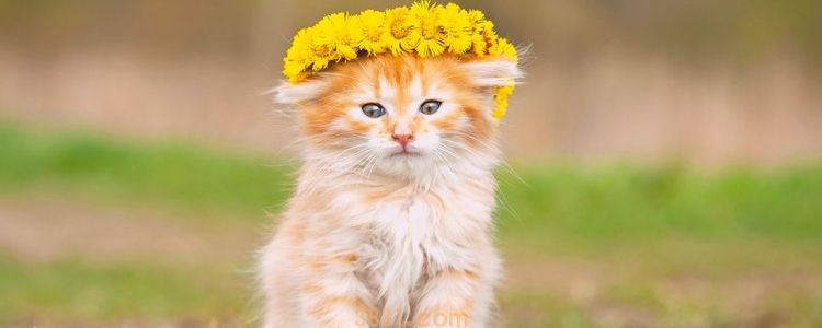 被小奶猫咬要打狂犬疫苗吗 如何判断要不要打狂犬疫苗?(图1)