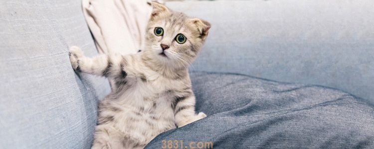 猫身上有静电对猫有害吗 这些消除静电的方法要知道(图1)