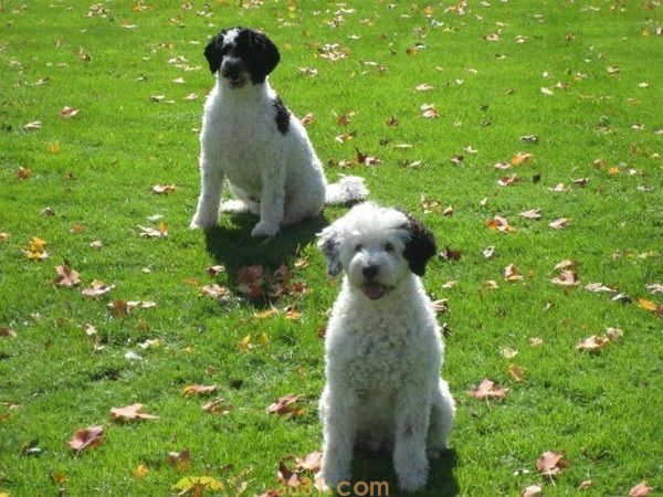 什么宠物狗便宜(图1)