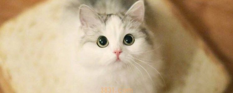 猫冬天要不要在笼子里放被子 冬季猫咪保暖攻略(图1)