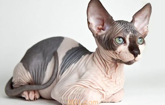 暹罗猫生小猫前症状 主人要注意搭窝哦!(图1)