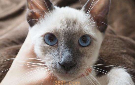 暹罗猫咬人打它管用吗 猫猫不可以随便打哦!(图1)