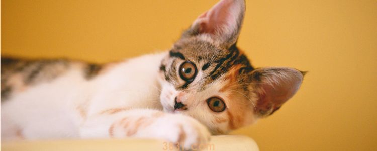 猫冬天吃什么 猫咪冬季喂食要点(图1)