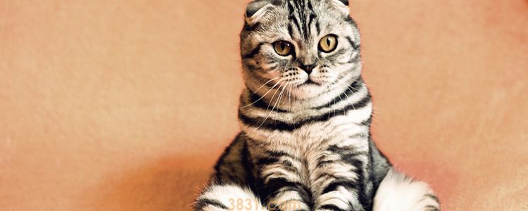 猫冬天能接受什么温度 保暖措施必不可少(图1)