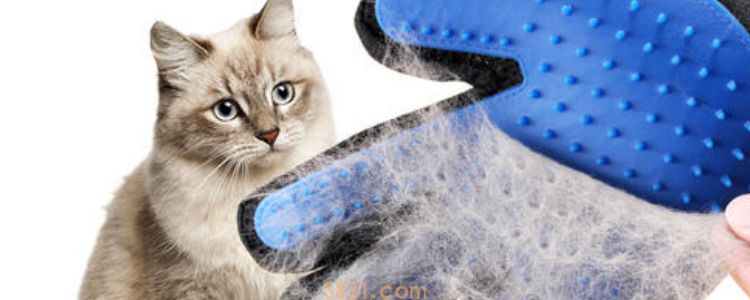 猫冬天剃毛会冷吗 说了多少次剃毛弊大于利!(图1)