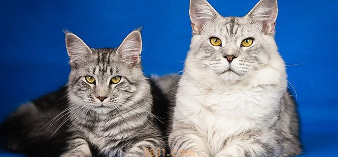猫冬天会发情吗(图1)