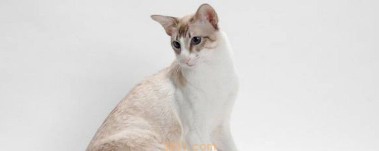 猫尿路感染初期症状 发现这些症状就需要及时治疗了!(图1)