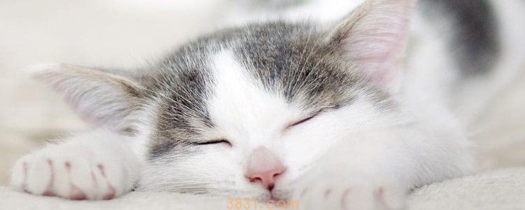 猫可以吃猪肉吗 其他肉类不是比猪肉更加营养吗?(图1)