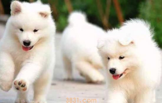 萨摩耶属于什么犬(图1)