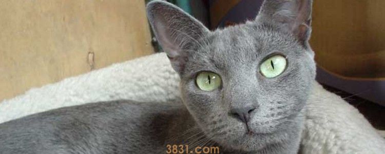 猫可以吃玉米吗 不要作为主食给猫咪喂食了!(图1)