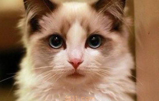 猫一直呕吐是什么原因 呕吐也分急性和慢性哦(图1)